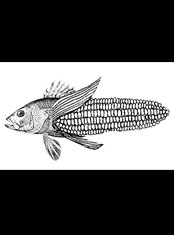 emek x: GMO's- Genetically Modified Foods, Wired Magazine