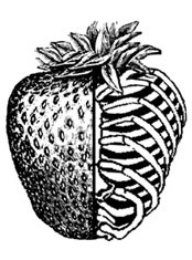 emek x: Frankenfoods
Wired  Magazine