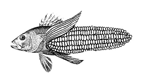EMEK- corn on cob with fish head, illustration/ art print click image